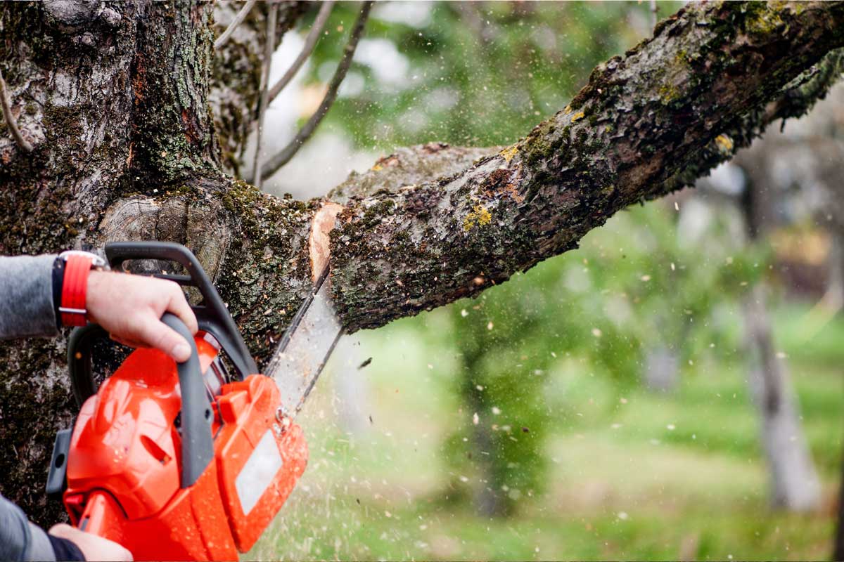 Tree Services Auckland – Providing Aid with Your Trees