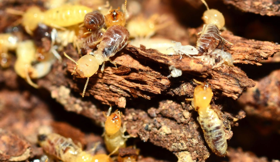 best termite treatment Gold Coast