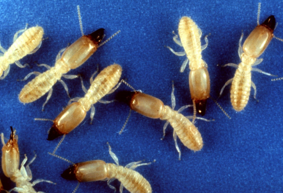 Save Your Home With The Best Termite Treatment